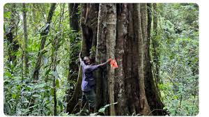 Image result for Tessmannia