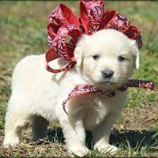 Red golden retriever puppies arkansas. Arkansas Golden Retrievers Home Facebook