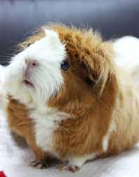 Pin On Cute Cuddly Pets