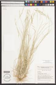 Image result for Eriochloa procera