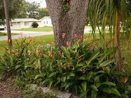 2 posts by 2 authors. Parrot S Beak Heliconia Psittacorum Lady Di Garden Org