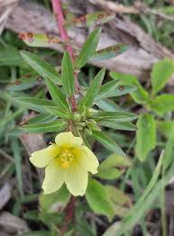 Image result for Commicarpus pedunculosus