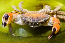 Image result for Crepidorhopalon flavus