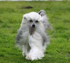 Unser motto lautet:nicht wir, sondern unsere produkte sollen dich überzeugen!. Chinese Crested Powderpuff Variety Small Breed Dogs