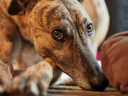 Greyhound is strict about the animals it allows on its buses. Why Adopting A Retired Racing Greyhound Is A Good Idea Pethelpful By Fellow Animal Lovers And Experts