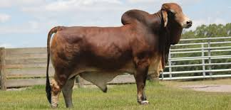 It was bred in the united states from 1885 from cattle originating in india, imported at various times from the united kingdom, from india and from brazil. Brahman Bull Supplier Statement Of Reasons