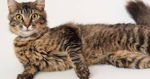 Flora Domestic Medium Hair Tabby Brown Cat San Francisco Ca Tabby Brown Tabby Brown Cat