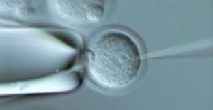 A transgenic organism is an organism that's genetic material has been transformed using a technique called genetic engineering. Genetically Modified Organisms Annenberg Learner