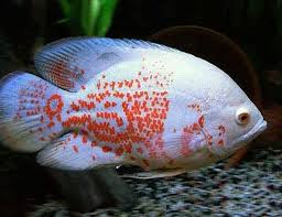 Albino Tiger Oscar Freshwater Fish Arizona Aquatic Gardens In 2020 Oscar Fish Tropical Fish Aquarium Fish
