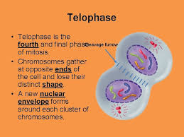 The stage at which spindle fibres begin to be formed. Warm Up What Are All The Stages Of