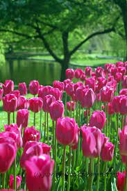 Boston Art Tulips Photo Print Home Office Decor Flower Etsy Flower Pictures Pink Tulips Spring Flowers