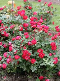 You can utilize evergreen trees, blooming plants, and a variety of perennials to whenever you are landscaping yourself, it is important to include things other than plant life in your landscape. 14 Best Flowering Shrubs Garden Design