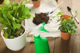 Christmas cacti need bright, indirect sun. How To Grow And Care For Christmas Cactus Gardener S Path