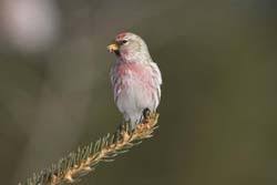 Birds Of Central Oregon Common Redpoll My First Rare For Central Oregon Rare Bird Sighting Wild Birds Unlimited Rare Birds Bird Sightings