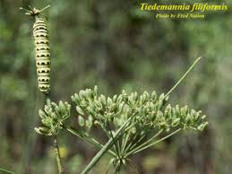 Image result for Secamone filiformis