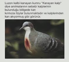 Hatice Pala Adli Kullanicinin Bilgi Panosundaki Pin Bilgi Gercekler Biliyor Muydunuz