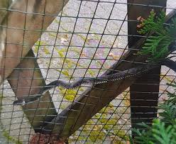 Zwei meter lang, aber harmlos. Gefahrlich Oder Nicht Schlange In Garten Entdeckt Tierischer Einsatz Fur Die Polizei In Hagen Hagen