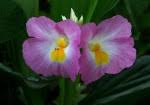 Image result for Siphonochilus kirkii - yellow-flowered form