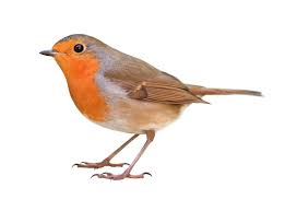 Robin synonyms, robin pronunciation, robin translation, english dictionary definition of robin. Robin And Blackbird Open Fronted Nest Box Chimney Sheep