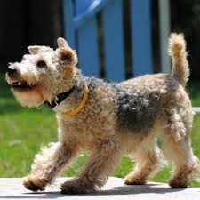 Image result for lakeland teriér