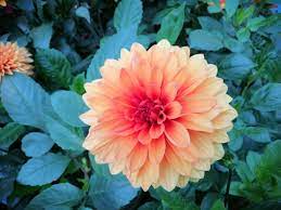Gardens By The Bay Dahlia Dreams