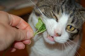 According to aspca (american society for the prevention of cruelty to animals), this refreshing fruit is not all in all, yes, your cat can eat fresh, washed and cut strawberries safely without having any health problems. Can Cats Eat Cilantro