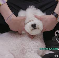 Сортировать по самые популярные за всё время. Pin Oleh Alina Tran Di Vivi Anjing Anjing Sehun Selebritas