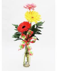 Its tall and elegant s. Triple Gerbera Daisy Bud Vase In Knoxville Tn Crouch Florist Gifts