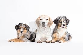 Maybe you would like to learn more about one of these? Beagle Und Miniature Australian Shepherd Trio Bildarchiv