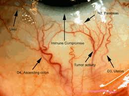 sclerology is the science of evaluating the vascular