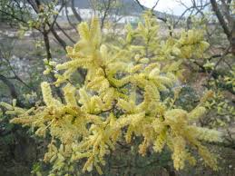 Image result for Acacia adenocalyx