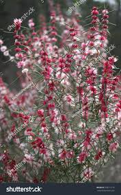 They fill that space under tree canopies and provide colour at flowering time. Hypocalymma Robustum Or Swan River Myrtle Is A Royalty Free Stock Photo 530111716 Avopix Com