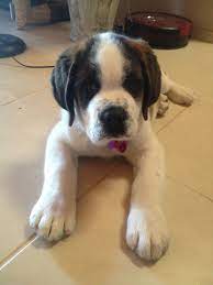 They love to be around people and are well mannered. Pin On Animals