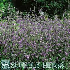 Image result for Baissea viridiflora