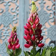 Eine staudenblüte trägt rund 2.000 samen, die. Deaflora Lupine Edelknabe Als Bluehendes Bodenwunder