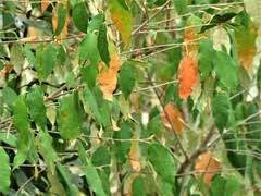 Image result for Croton dichogamus