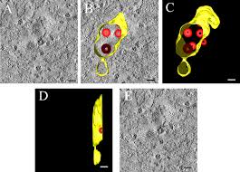 Plos One An Integrated Analysis Of Membrane Remodeling During Porcine Reproductive And Respiratory Syndrome Virus Replication And Assembly