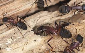 Carpenter ants build their nests in wood, so they're often found in and around homes. How Worried Should I Be If I See Carpenter Ants Around My Dallas Property