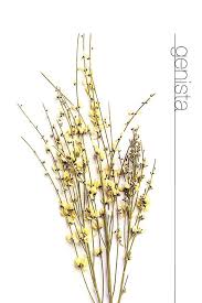 Image result for Genista