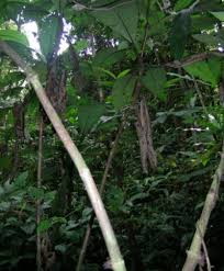 Image result for Sabicea bequaertii