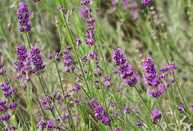 Maybe you would like to learn more about one of these? Plant Lavender Flowers Nature Purple Summer Garden Fragrance Flora Violet Pxfuel