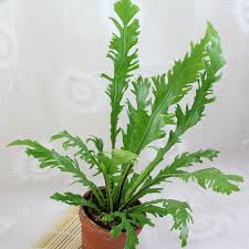 Image result for Asplenium pumilum