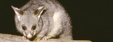 Sure… possums, or opossums officially, are kind of gross, but they are pretty interesting creatures. Possums