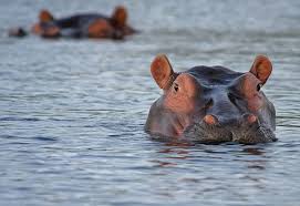 Hippo animal zoo wildlife water mammal herbivores. Amazing Facts About The Hippopotamus Bali Safari Marine Park