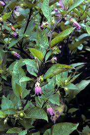 Belladonna (atropa belladonna) is an herb in the nightshade family. Solanaceae Belladonna
