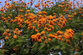 Image result for Colvillea