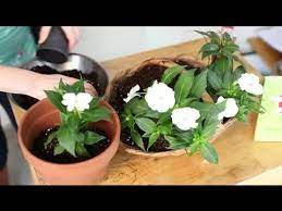 Start by cutting a piece of plastic wrap the length of each baking pan. How To Transplant Impatiens From A Basket To A Pot Indoor Planting Youtube