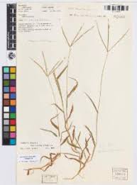Image result for Digitaria diagonalis