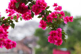 Download the perfect flower image and best flower wallpapers on nsempire. Beautiful Flower Collection Beautiful Flowers Images Beautiful Pictures Of Flowers Free Download Frame Nepal Frame Nepal