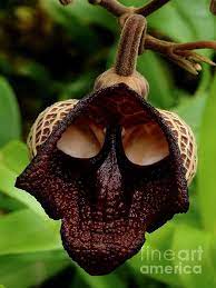Wearing A Mask Flower Oddities By Merton Allen Strange Flowers Unusual Flowers Unique Flowers